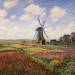 Tulip Fields with the Rijnsburg Windmill